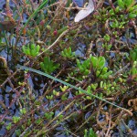 Salicornia fruticosa